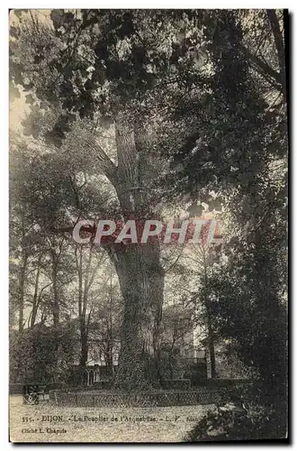 Ansichtskarte AK Arbre Dijon Le peuplier de l&#39arquebuse