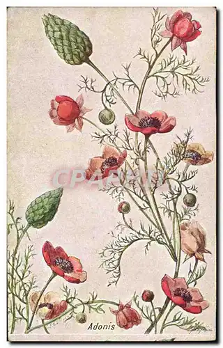 Cartes postales Fantaisie Fleurs Adonis