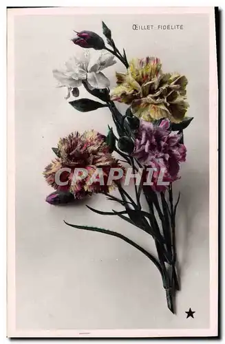 Cartes postales Fantaisie Fleurs Oeillet fidelite