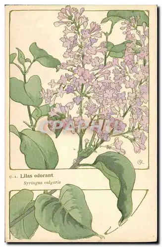 Cartes postales Fantaisie Fleurs Lilas odorant