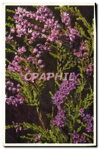 Cartes postales Fantaisie Fleurs Bruyere