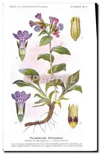 Cartes postales Fantaisie Fleurs Pulmonaire Officinale Famille des Borraginees