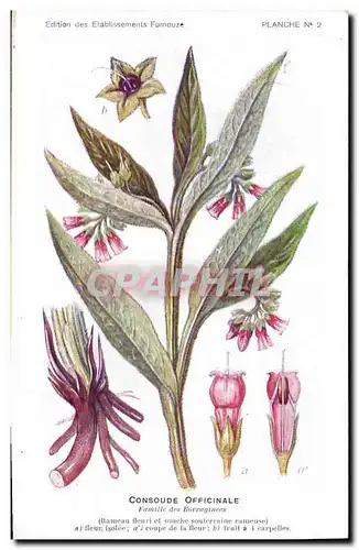 Cartes postales Fantaisie Fleurs Consoude Officinale Famille des Borraginees