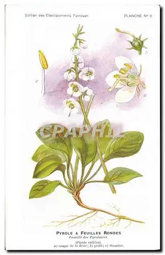 Cartes postales Fantaisie Fleurs Pyrole a feuilles rondes Famille des Pyrolacees