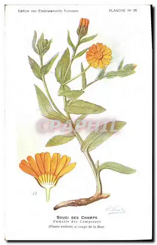 Cartes postales Fantaisie Fleurs Souci des Champs Famille des Composees