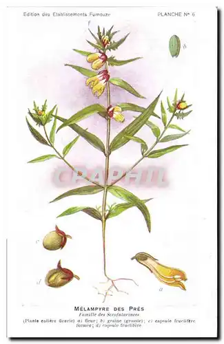 Cartes postales Fantaisie Fleurs Melampyre des Pres Famille des Scrofularinees