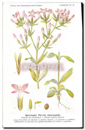 Cartes postales Fantaisie Fleurs Erythree petite centauree