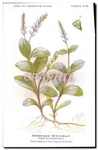 Cartes postales Fantaisie Fleurs Veronique officinale Famille des Scrofularinees