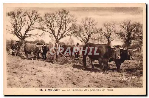Cartes postales Folklore Limousin La semence des pommes de terre Vaches Boeufs Attelage