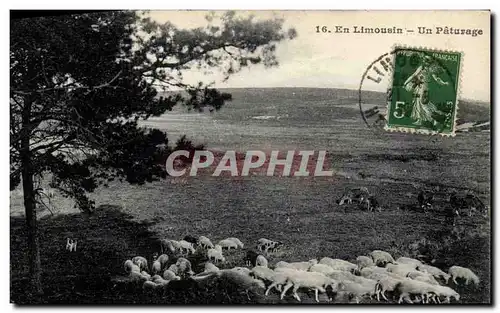 Cartes postales Folklore En Limousin Un paturage Moutons
