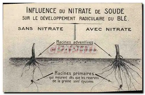 Cartes postales Publicite Influence du Nitrate de Soude sur le developpent radiculaire du Ble