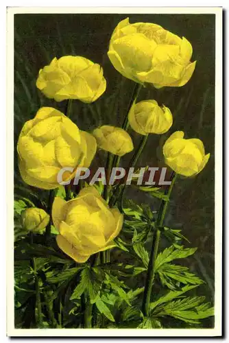 Ansichtskarte AK Fantaisie Fleurs Trolle d'Europe