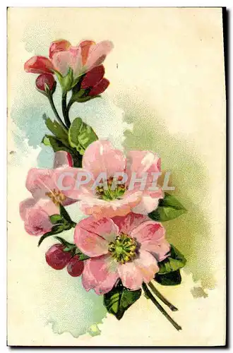 Cartes postales Fantaisie Fleurs