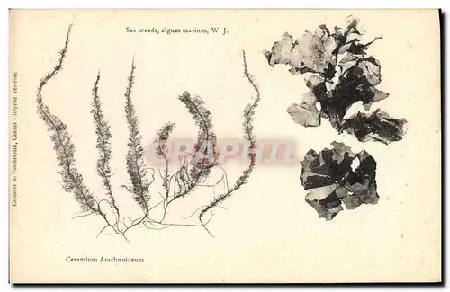 Cartes postales Fantaisie Fleurs Cermium Arachnoideum Algues marines