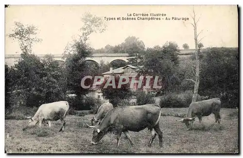 Cartes postales Folklore Correze Au paturage Vaches