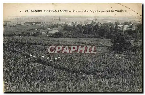 Cartes postales Folklore Vin Vendange Champagne Panorama d&#39un vignoble pendant les vendanges