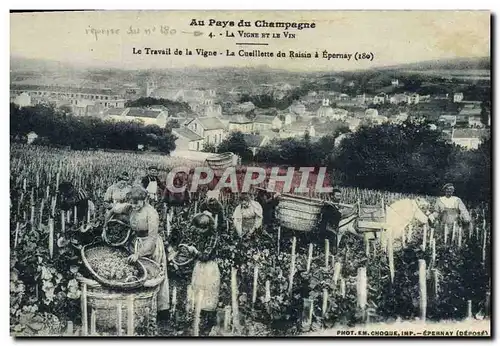 Cartes postales Folklore Vin Vendange Champagne Le travail de la vigne La cueillette du raisin a Epernay