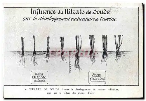 Cartes postales Publicite Influence du Nitrate de Soude Sur le developpement radiculaire de l&#39avoine