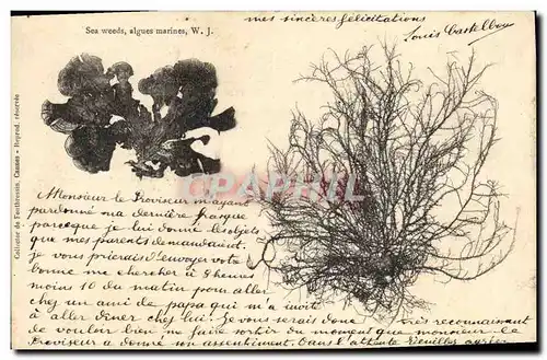 Ansichtskarte AK Fantaisie Fleurs Sea Weeds Alges marines