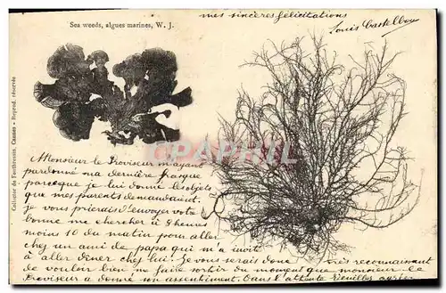 Cartes postales Fantaisie Fleurs Sea Weeds Alges marines