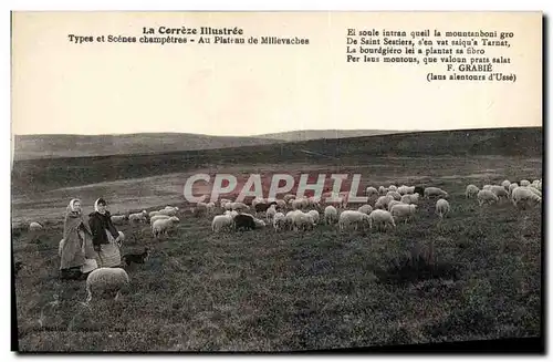 Cartes postales Folklore Correze Au plateau de Millevaches Moutons