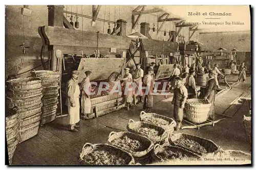 Cartes postales Folklore Vin Vendanges Champagne Moet & Chandon Le pressurage Vendangeoir Ste Helene