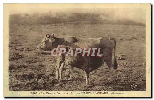 Cartes postales Folklore Sur les Hauts Plateaux Allaitement Vache France Centrale