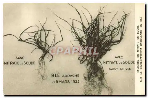 Ansichtskarte AK Publicite Influence du nitrate de soude sur le developpement radiculaire du ble