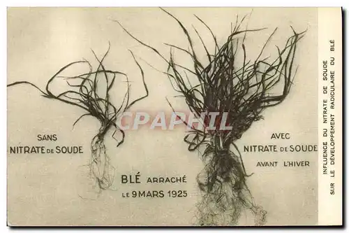 Cartes postales Publicite Influence du nitrate de soude sur le developpement radiculaire du ble