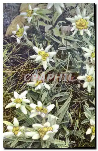 Cartes postales Fantaisie Fleurs Leontopodium alpinum