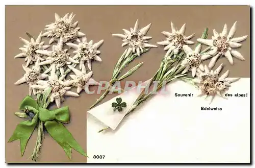 Ansichtskarte AK Fantaisie Fleurs Edelweiss