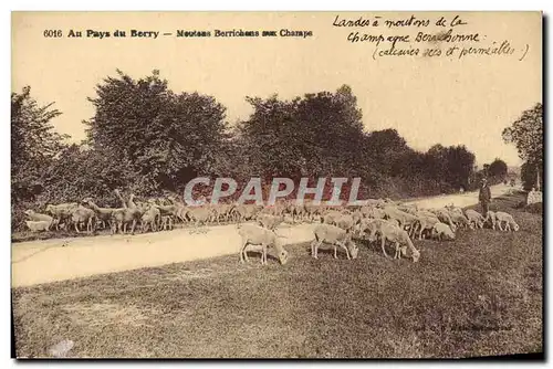 Ansichtskarte AK Folklore Au Pays du Bery Moutons Berrichons aux champs