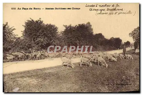 Cartes postales Folklore Au Pays du Bery Moutons Berrichons aux champs