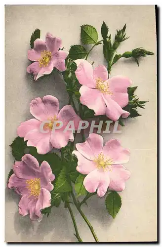 Cartes postales Fantaisie Fleurs