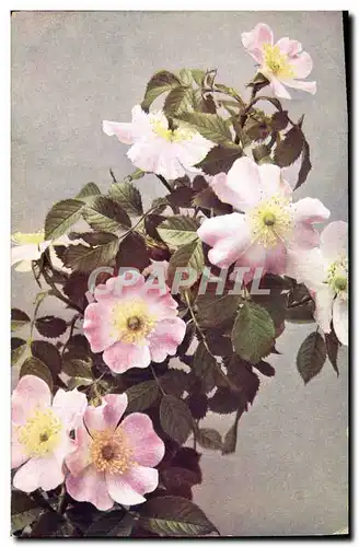 Cartes postales Fantaisie Fleurs