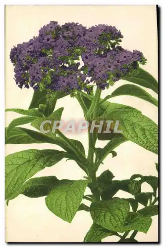 Cartes postales Fantaisie Fleurs