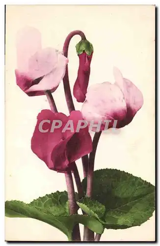 Cartes postales Fantaisie Fleurs