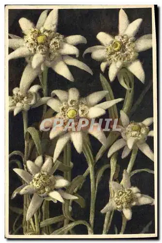 Cartes postales Fantaisie Fleurs