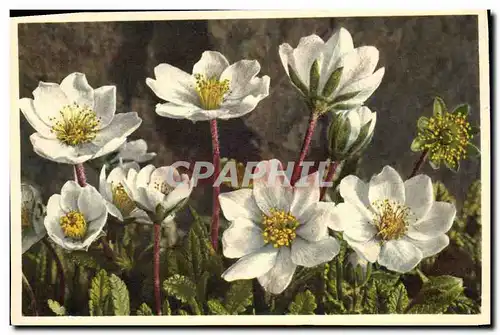 Cartes postales Fantaisie Fleurs