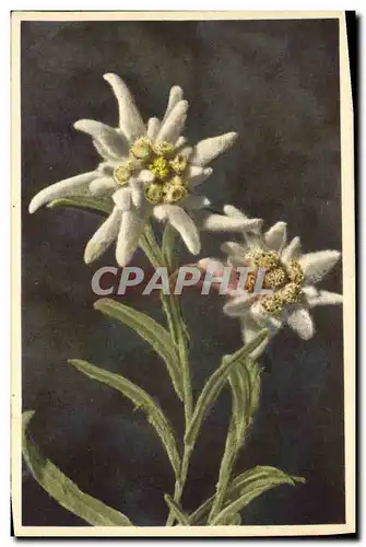 Cartes postales Fantaisie Fleurs