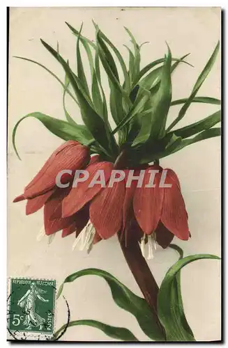 Cartes postales Fantaisie Fleurs