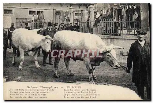 Ansichtskarte AK Folklore Scenes champetres Les boeufs Marche TOP