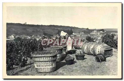 Cartes postales Folklore Vin Vendange Champagne Moet a Chandon Scene de vendange au Mesnil sur Oger