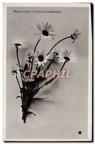 Ansichtskarte AK Fantaisie Fleurs Marguerite affection partagee