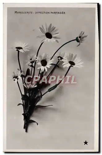 Cartes postales Fantaisie Fleurs Marguerite affection partagee