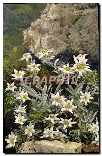 Cartes postales Fantaisie Fleurs Leontopodium alpinum