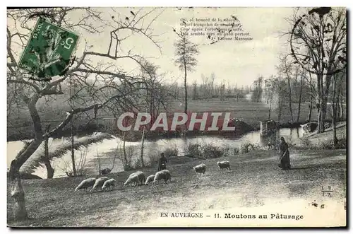Cartes postales Folklore Auvergne Moutons au paturage