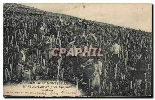 Cartes postales Folklore Vin Vignoble Vendanges Champagne Montebello Mareuil sur Ay pres Epernay