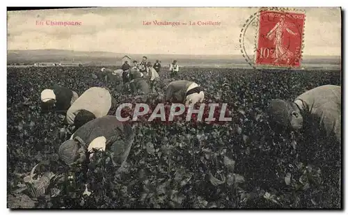 Cartes postales Folklore Vin Vignoble Vendanges Champagne La cueillette
