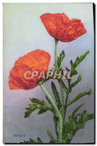 Cartes postales Fantaisie Fleurs Pavots